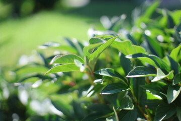 fresh green leaves