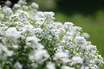 white flowers in the garden