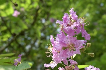 Obraz premium Delicate Pink Crape Myrtle (Lagerstroemia) Flowers with Green Bokeh Background