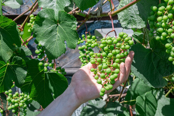 A hand tenderly holds a cluster of green grapes in a vineyard, capturing the essence of summer.