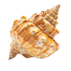 Fototapeta premium Close-up of a spiral seashell