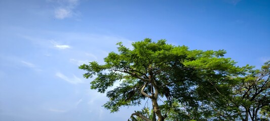 Lush Green Tree Canopy Against a Bright Blue Sky