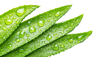 Fresh aloe vera leaves with water droplets