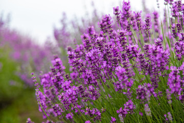 Lavender blooming in the field. Selective focus.
