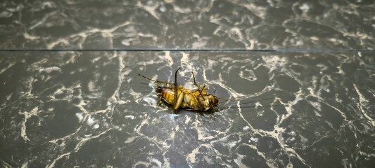 Dead Cockroach on a Tiled Floor, Pest Control Concept