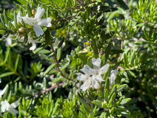 A view of flowers from the coast rosemary plant.