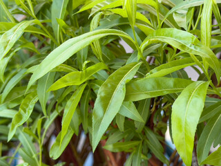 A view of the leaves of a young willow tree.