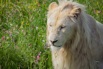 A magnificent lion with a mane rests in close-up among tall grasses, showing off his beauty and...