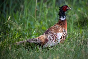 Ring-necked pheasant in undergrowth in wetland nature reserve