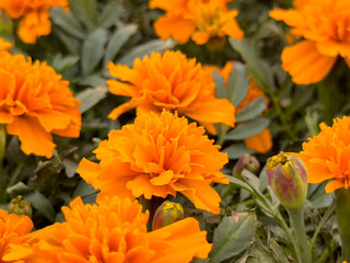 A view of some orange French marigold flowers.