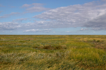 Expansive Green Grassland under Vast Blue Sky with White Clouds