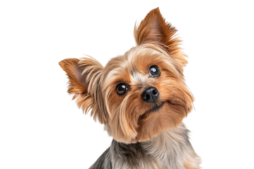 Close-up of a Yorkshire Terrier dog with big eyes and fluffy ears