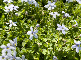 A view of a patch of blue star creeper flowers.