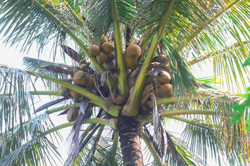 A low-angle close-up shot of a coconut tree, showcasing its numerous coconuts clustered among green fronds under a bright sky.
