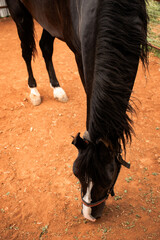 Black horse grazing on reddish-brown ground in India. Close-up view emphasizing its dark coat and...