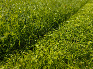 Lush green grass on sunny lawn during daytime with distinct boundary between the mown and unmown part of the lawn