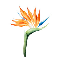 Realistic Strelitzia flower. Watercolor hand drawn tropical bird of paradise with green leaves. Isolated botanical illustration on transparent background. Perfect for tropical design projects. For