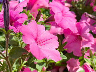 A view of several pink petunia flowers.