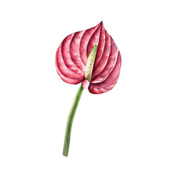 Realistic red anthurium flower. Watercolor hand drawn tropical plant. Isolated botanical illustration on transparent background. Perfect for tropical design projects. For designers, invitations