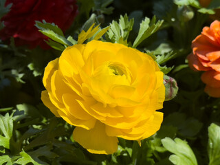 A view of a yellow ranunculus flower.
