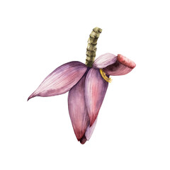 Realistic Banana flower. Watercolor hand drawn tropical bird of paradise with green leaves. Isolated botanical illustration on transparent background. Perfect for tropical design projects. For