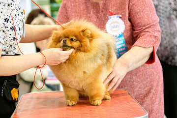 Jurors examine a pomeranian dog on a grooming table