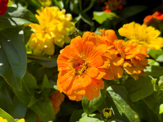 A view of some orange zinnia flowers.