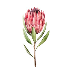Realistic protea flower. Watercolor hand drawn tropical Protea cynaroides pink petals and subtle green leaves. Isolated botanical illustration on transparent background. Perfect for tropical design
