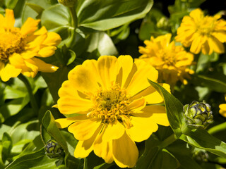 A view of a yellow zinnia flower.