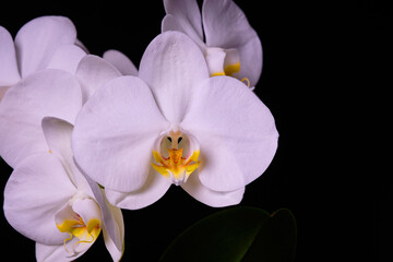 Beautiful phalaenopsis orchids isolated on a black background close-up