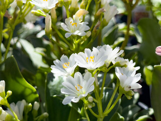 A view of white elise lewisia flowers.