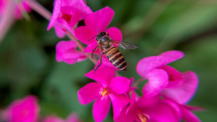 An Asian honey bee collects pollen from the bright pink flowers of the Coral Liana (Antigonon leptopus) on a sunny day.