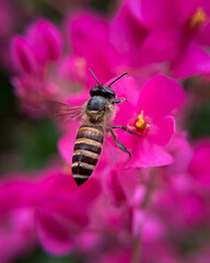 Close-up of a honey bee on a flowering Antigonon leptopus - an important moment of pollination. The...