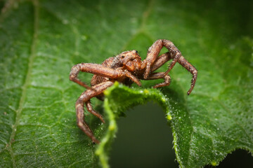 Thomisidae spider on a leaf