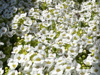 A closeup view of white alyssum flowers.