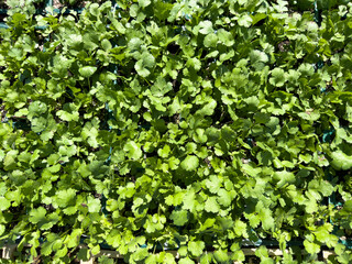A top down view of cilantro kits, at the nursery.
