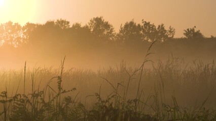 Grasses in a meadow covered with mist at sunrise with bird songs. Sologne, Loiret 45, région Centre Val de Loire, France, European Union, Europe