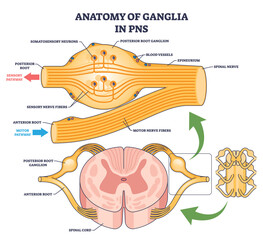 Anatomy of Ganglia in PNS shows ganglia, nerve fibers, and spinal cord, highlighting sensory and motor pathways, transparent background.
