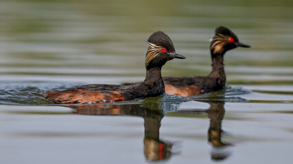 Black-necked Grebe water birds swimming in the lake	