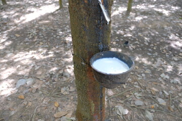 White latex in a cup, raw material for industry