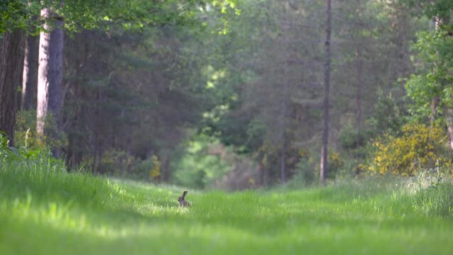 European hare eating grass in a forest path. Lepus europaeus, Pinus sp, Abies sp, Quercus sp, Cytisus scoparius, Sologne, Loiret 45, r&eacute;gion Centre Val de Loire, France, European Union, Europe