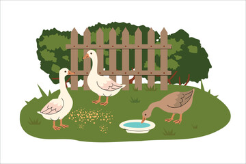 Cartoon geese in a farmyard setting with a wooden fence and trees. One goose drinks from a bowl while others peck at scattered grain. Flat style rural illustration with natural background. Vector