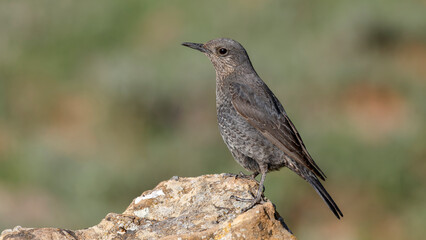 Gökardıç - Blue Rock Thrush bird perching on a rock	
