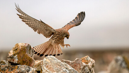 Common Kestrel flying in air	