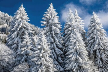 Snow-covered evergreen trees against a clear blue sky.  A winter wonderland scene with frosted pines