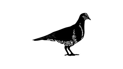 Obraz premium Wonga Pigeon , black isolated silhouette