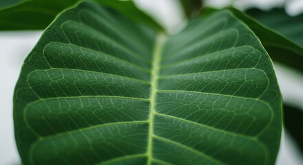 Close-Up of a Vibrant Green Tropical Leaf