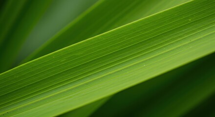 Close-up of Vibrant Green Iris Leaf Revealing Veins