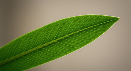 Macro Photo of a Vibrant Green Leaf