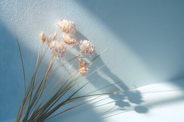 Soft light casting shadow on delicate dried flowers against pastel blue wall